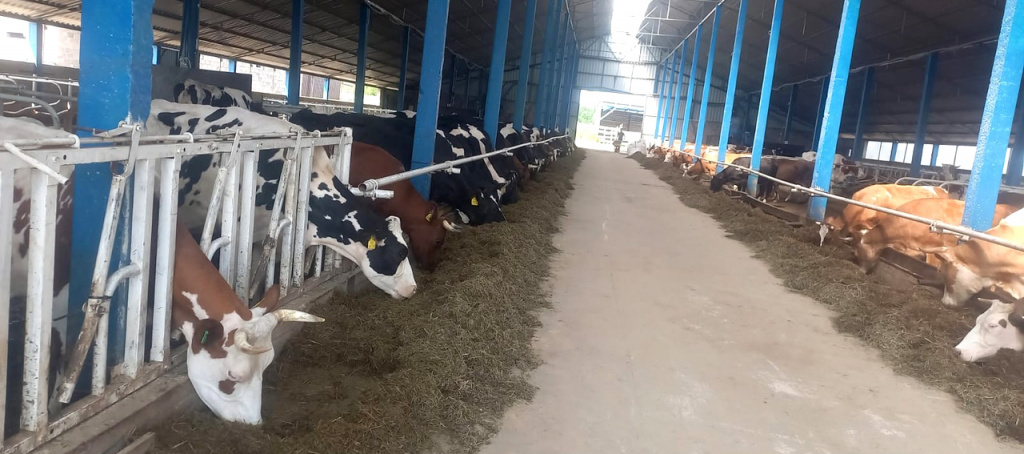 В хозяйстве «Молочные высоты» кормозаготовка полностью своя – от выращивания травы до кормления коров